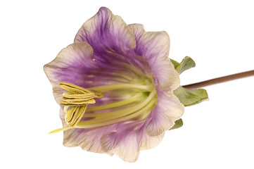 Image showing violet flower. kobea