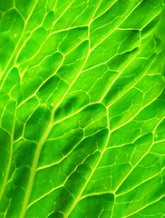 Image showing Green leaf Texture