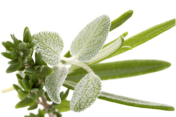 Image showing herbs and spices. rosemary, salvia