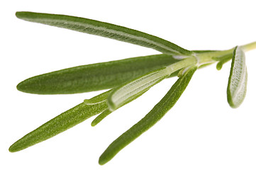Image showing herbs and spices. rosemary