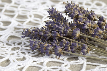 Image showing lavender