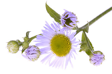 Image showing violet wildflower