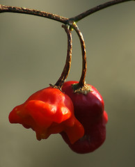 Image showing Red Pepper