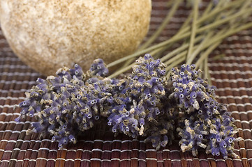 Image showing lavender bunch