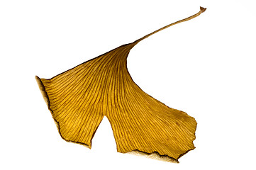 Image showing herbs - dried gingko biloba leaf