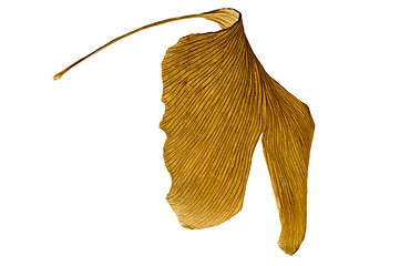 Image showing herbs - dried gingko biloba leaf