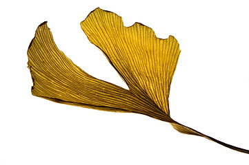 Image showing herbs - dried gingko biloba leaf