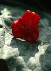 Image showing Decorative pepper