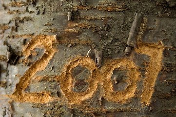 Image showing 2007 carved in an old tree