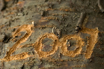 Image showing 2007 carved in an old tree
