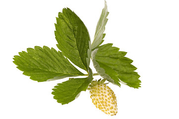 Image showing yellow starwberry on white