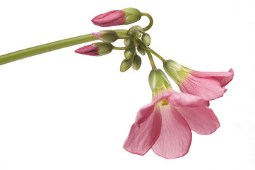 Image showing pink flower