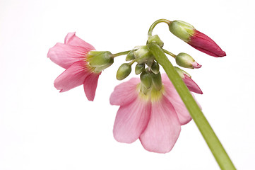 Image showing pink flower