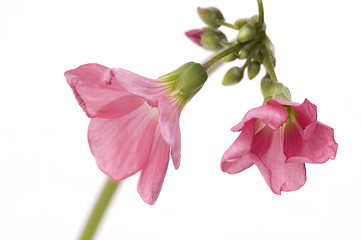 Image showing pink flower - clover