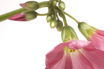 Image showing pink flower