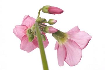 Image showing pink flower