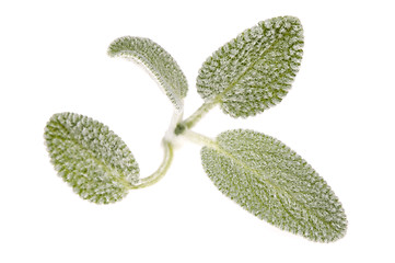 Image showing Sage leaves