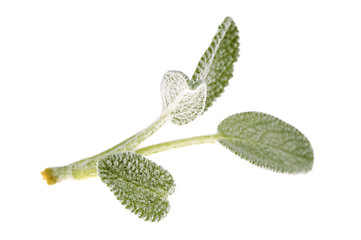 Image showing Sage leaves