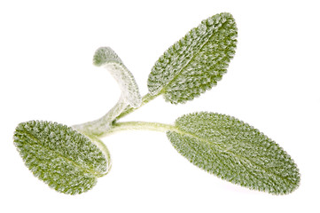 Image showing Sage leaves