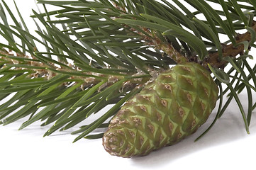 Image showing coniferous tree and cone