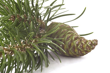 Image showing coniferous tree and cone