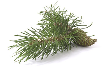 Image showing coniferous tree and cone