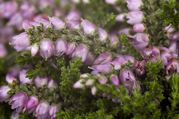 Image showing heather