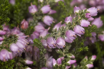 Image showing heather