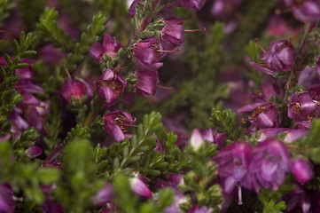 Image showing heather