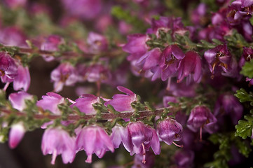 Image showing heather