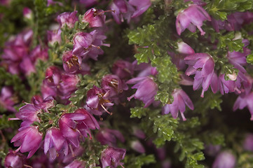 Image showing heather