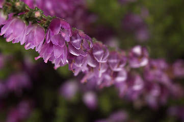 Image showing heather