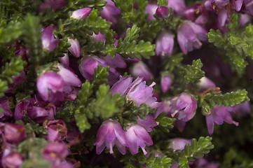 Image showing heather