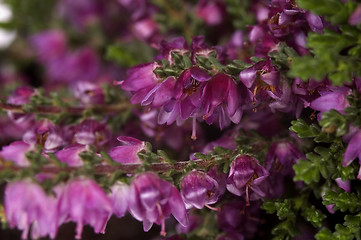 Image showing heather