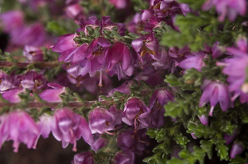 Image showing heather