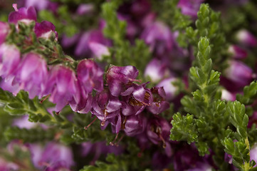 Image showing heather