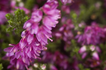 Image showing heather