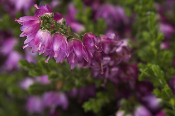 Image showing heather