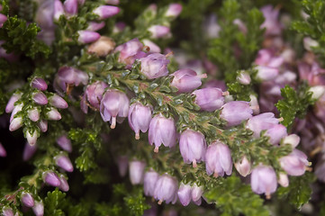 Image showing heather