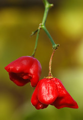 Image showing Red pepper