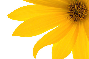 Image showing yellow flower 
