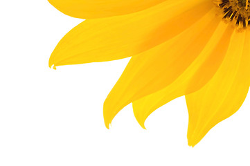 Image showing yellow flower 