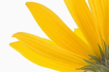 Image showing yellow flower 