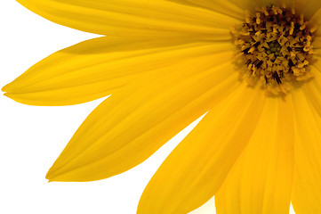 Image showing yellow flower 