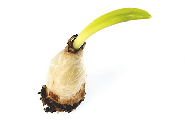 Image showing bulb. baby plant