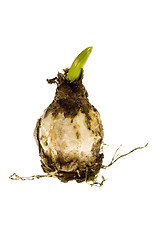 Image showing bulb. baby plant