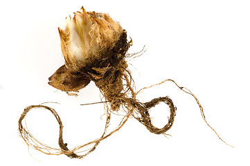 Image showing bulb. baby plant