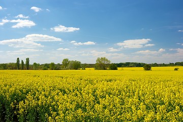 Image showing Rape field