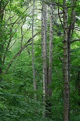 Image showing Forest