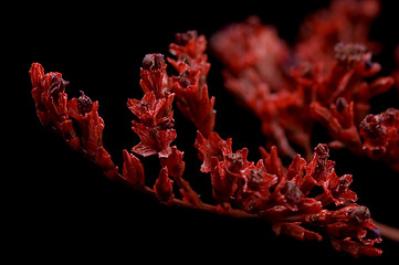 Image showing red bouquet